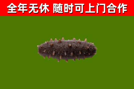 保靖县回收海参干